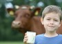 Creada en Argentina una vaca genéticamente modificada que produce leche con insulina